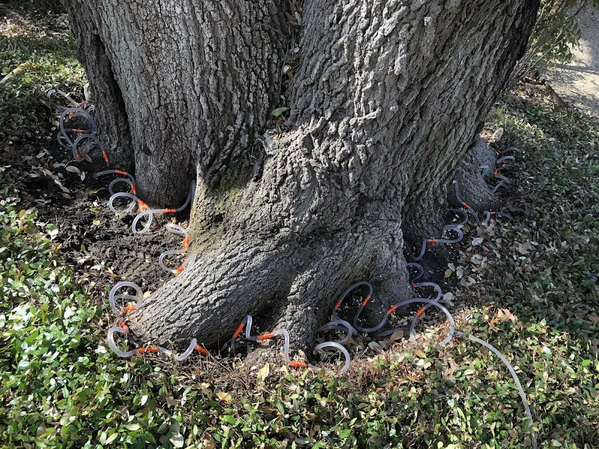 Detailed Tree Cabling and Bracing job site in Howard