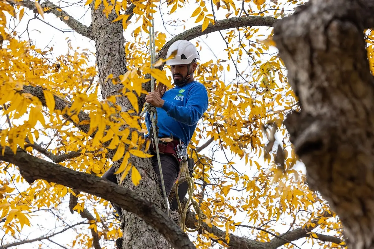 Skilled Tree Planting crew working in Howard